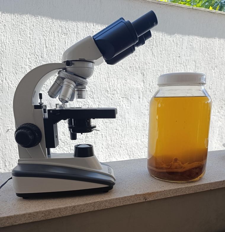 Microscópio ao lado de um pote de kombucha